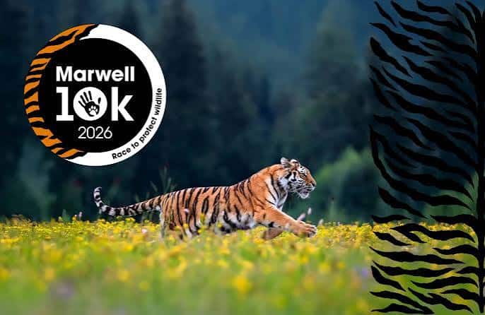 3-2-1: Your Final Countdown Checklist to Marwell 10K 2026 1 Marwell 10k 2026 goPhysio
